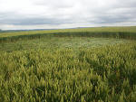 South Field, Wiltshire crop circle, aerial photo 13