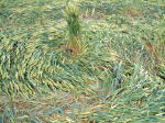 South Field, Wiltshire crop circle, aerial photo 6