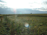 Steep Down, West Sussex crop circle, aerial photo 6