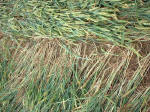 Steep Down, West Sussex crop circle, aerial photo 7