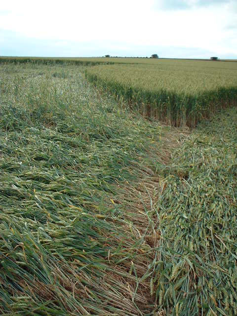 Steep Down, West Sussex crop circle, aerial photo 11