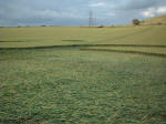 Steep Down, West Sussex crop circle, aerial photo 5
