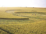 Steep Down, West Sussex crop circle, aerial photo 15