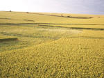 Steep Down, West Sussex crop circle, aerial photo 14