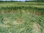 Telegraph Hill, Hertfordshire crop circle, aerial photo 4