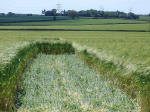 Telegraph Hill, Hertfordshire crop circle, aerial photo 6