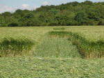 Telegraph Hill, Hertfordshire crop circle, aerial photo 7