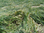 Telegraph Hill, Hertfordshire crop circle, aerial photo 8