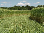 Telegraph Hill, Hertfordshire crop circle, aerial photo 9