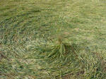 West Kennett Longbarrow, Wiltshire crop circle, aerial photo 10
