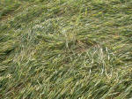 West Kennett Longbarrow, Wiltshire crop circle, aerial photo 11