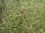 West Kennett Longbarrow, Wiltshire crop circle, aerial photo 12