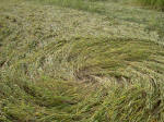 West Kennett Longbarrow, Wiltshire crop circle, aerial photo 13