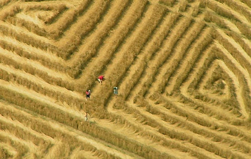 West Kennett (2), Wiltshire crop circle, aerial photo 6