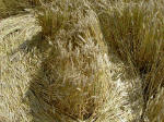 West Kennett (2), Wiltshire crop circle, aerial photo 10
