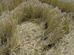 West Kennett (2), Wiltshire crop circle, aerial photo 11