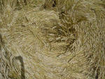 West Kennett (2), Wiltshire crop circle, aerial photo 9