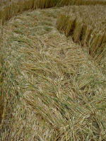 Avebury Down, Wiltshire crop circle, aerial photo 10