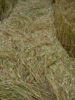 Avebury Down, Wiltshire crop circle, aerial photo 11