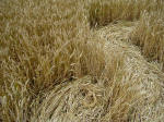 Avebury Down, Wiltshire crop circle, aerial photo 13