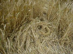 Avebury Down, Wiltshire crop circle, aerial photo 12
