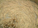 Wilton Windmill, Wiltshire crop circle, aerial photo 12