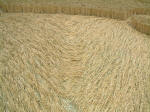 Wilton Windmill, Wiltshire crop circle, aerial photo 11