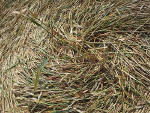 Windmill Hill, Wiltshire crop circle, aerial photo 12