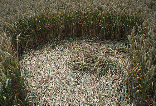 Windmill Hill, Wiltshire crop circle, aerial photo 13