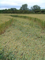 Wood Bridge, Wiltshire crop circle, aerial photo 4