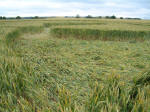 Wood Bridge, Wiltshire crop circle, aerial photo 6
