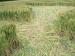 Wood Bridge, Wiltshire crop circle, aerial photo 8