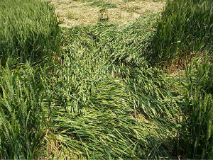 Boreham Down, wiltshire crop circle, aerial photo 15