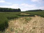 Boreham Down, wiltshire crop circle, aerial photo 17
