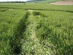 Boreham Down, wiltshire crop circle, aerial photo 18