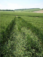 Boreham Down, wiltshire crop circle, aerial photo 21