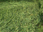 Boreham Down, wiltshire crop circle, aerial photo 19