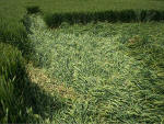 Boreham Down, wiltshire crop circle, aerial photo 20