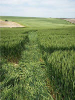 Boreham Down, wiltshire crop circle, aerial photo 24
