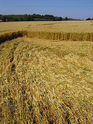 Boxley, Kent crop circle, aerial photo 25