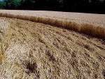 Boxley, Kent crop circle, aerial photo 8