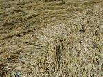 Boxley, Kent crop circle, aerial photo 11