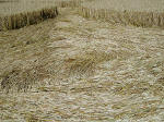Boxley, Kent crop circle, aerial photo 12