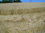 Boxley, Kent crop circle, aerial photo 13