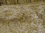 Boxley, Kent crop circle, aerial photo 14