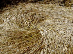 Boxley, Kent crop circle, aerial photo 15