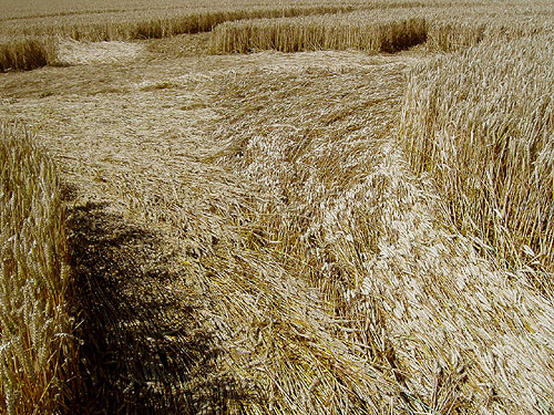Boxley, Kent crop circle, aerial photo 26