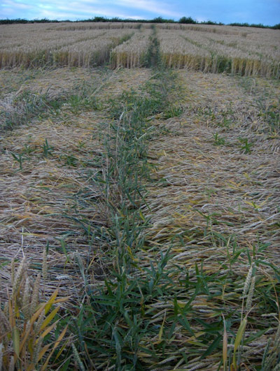 Garsington, Oxfordshire crop circle, aerial photo 6