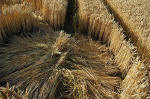 Garsington, Oxfordshire crop circle, aerial photo 24