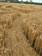 Garsington (3), Oxfordshire crop circle, aerial photo 3